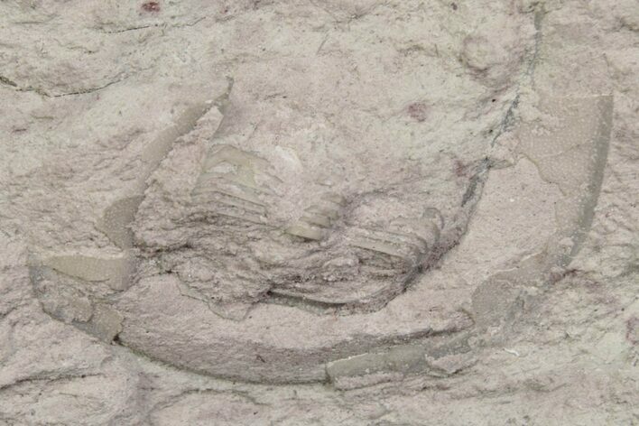 Bargain, Harpid (Selenoharpes) Trilobite Fossil - Russia #363147